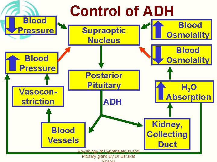 Blood Pressure Control of ADH Supraoptic Nucleus Blood Osmolality Blood Pressure Posterior Pituitary Vasoconstriction