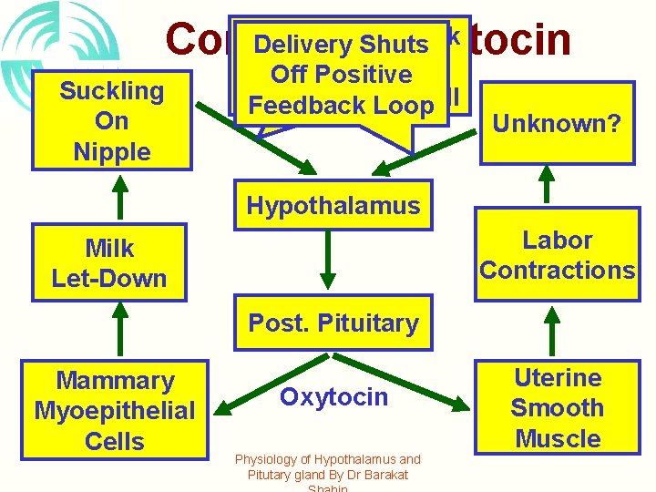 Positive Feedback Delivery Shuts Control of Oxytocin Loop Shut-Off Suckling On Nipple Off Positive