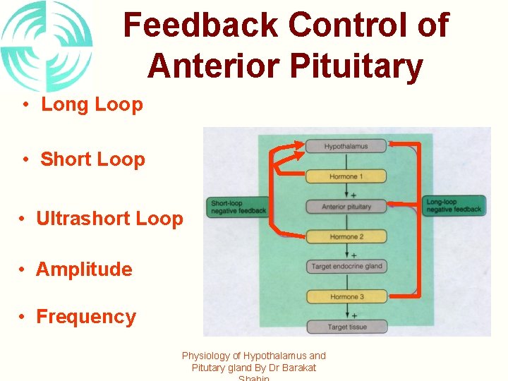 Feedback Control of Anterior Pituitary • Long Loop • Short Loop • Ultrashort Loop