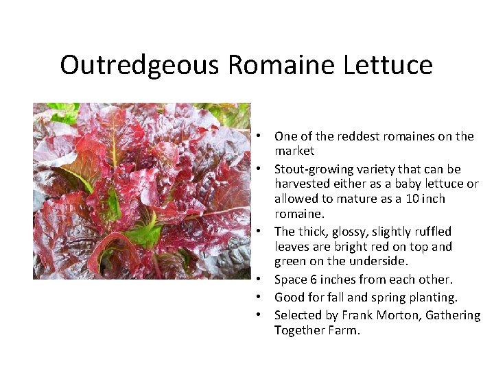 Outredgeous Romaine Lettuce • One of the reddest romaines on the market • Stout