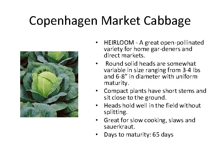 Copenhagen Market Cabbage • HEIRLOOM A great open pollinated variety for home gar deners