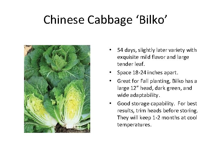 Chinese Cabbage ‘Bilko’ • 54 days, slightly later variety with exquisite mild flavor and