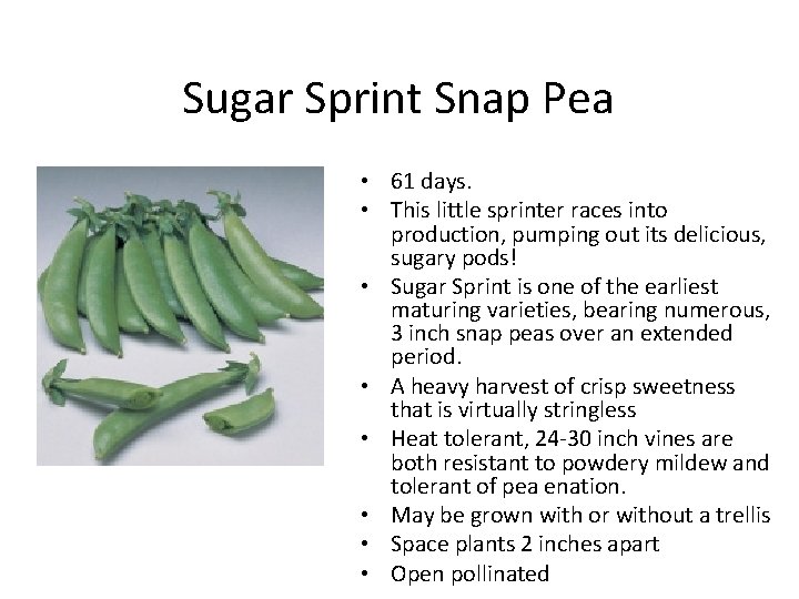 Sugar Sprint Snap Pea • 61 days. • This little sprinter races into production,