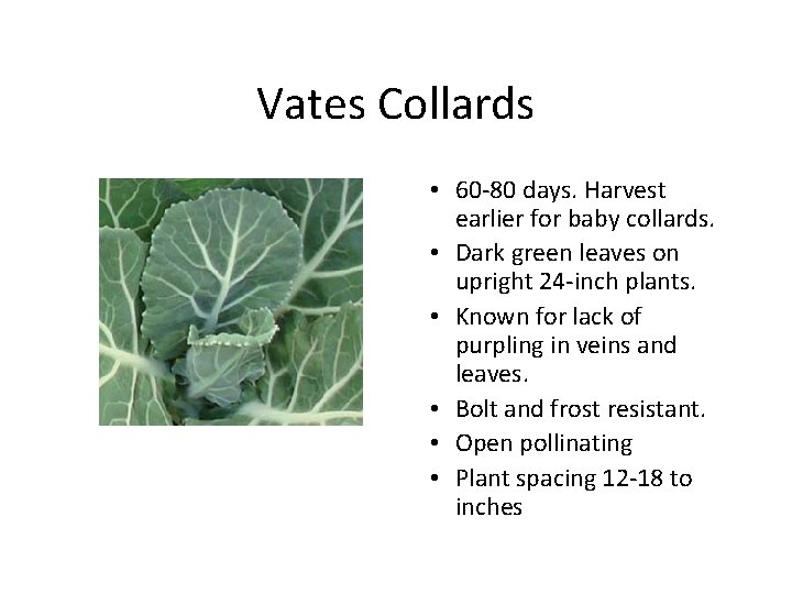 Vates Collards • 60 80 days. Harvest earlier for baby collards. • Dark green