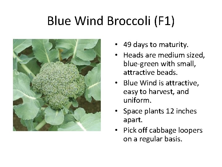 Blue Wind Broccoli (F 1) • 49 days to maturity. • Heads are medium