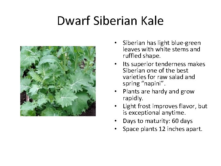 Dwarf Siberian Kale • Siberian has light blue green leaves with white stems and