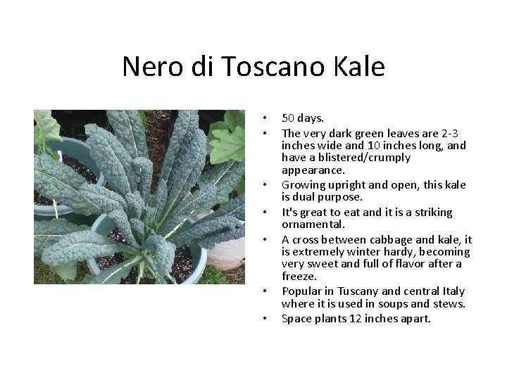 Nero di Toscano Kale • • 50 days. The very dark green leaves are