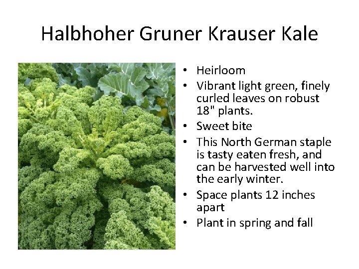 Halbhoher Gruner Krauser Kale • Heirloom • Vibrant light green, finely curled leaves on