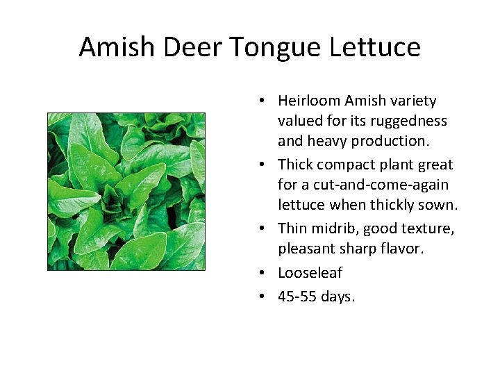 Amish Deer Tongue Lettuce • Heirloom Amish variety valued for its ruggedness and heavy