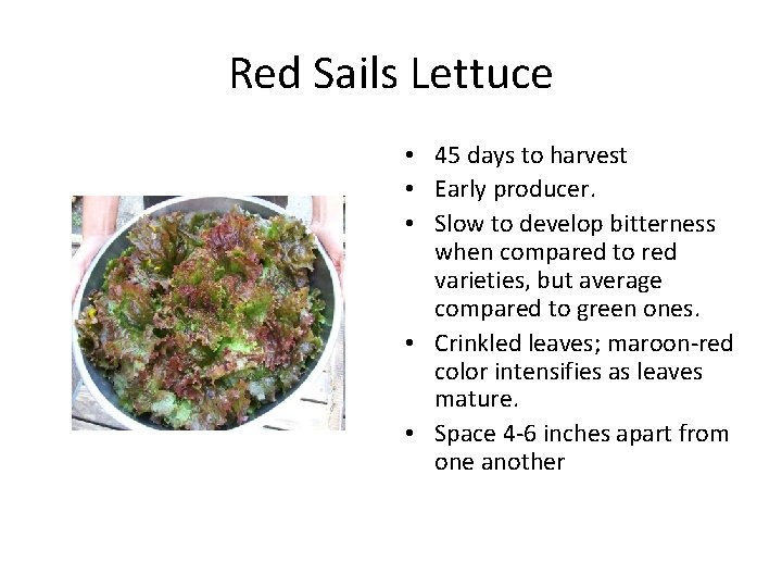 Red Sails Lettuce • 45 days to harvest • Early producer. • Slow to