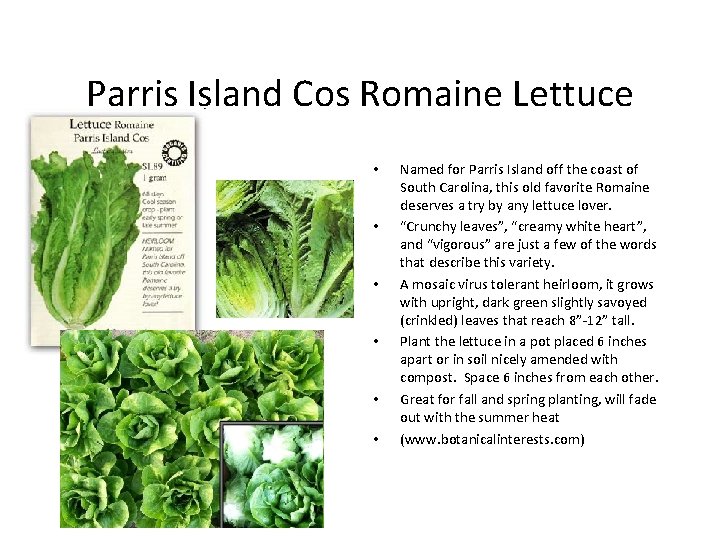 Parris Island Cos Romaine Lettuce • • • Named for Parris Island off the