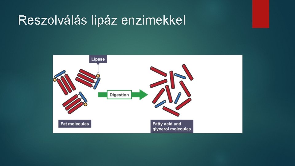 Reszolválás lipáz enzimekkel 