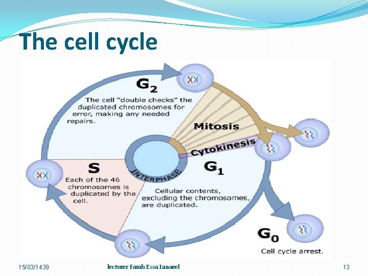 The cell cycle 15/03/1439 lecturer Farah Essa Ismaeel 13 