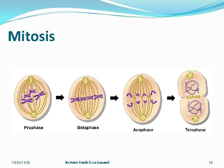 Mitosis 15/03/1439 lecturer Farah Essa Ismaeel 16 