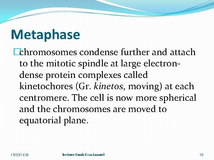 Metaphase �chromosomes condense further and attach to the mitotic spindle at large electrondense protein