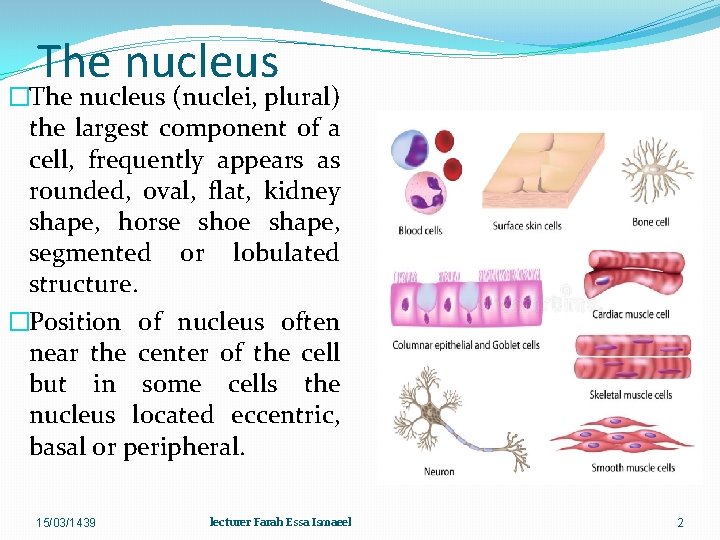 The nucleus �The nucleus (nuclei, plural) the largest component of a cell, frequently appears