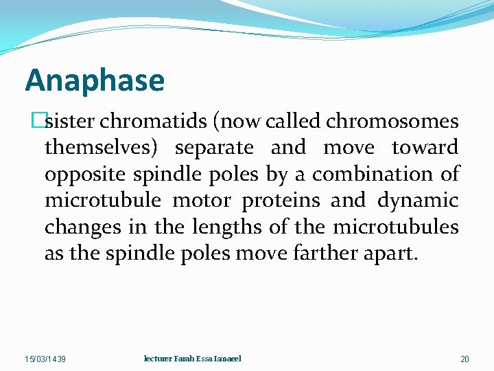 Anaphase �sister chromatids (now called chromosomes themselves) separate and move toward opposite spindle poles