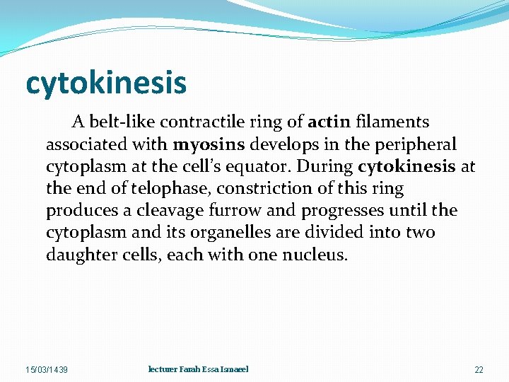 cytokinesis A belt-like contractile ring of actin filaments associated with myosins develops in the