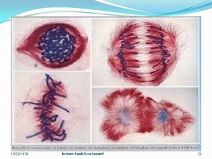 15/03/1439 lecturer Farah Essa Ismaeel 23 