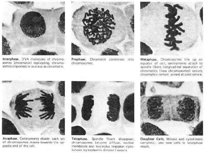 15/03/1439 lecturer Farah Essa Ismaeel 24 