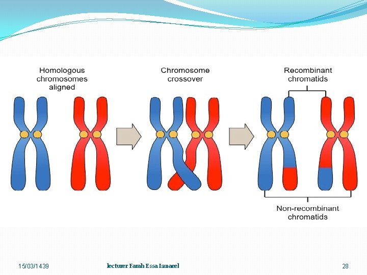 15/03/1439 lecturer Farah Essa Ismaeel 28 