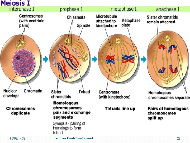 15/03/1439 lecturer Farah Essa Ismaeel 29 