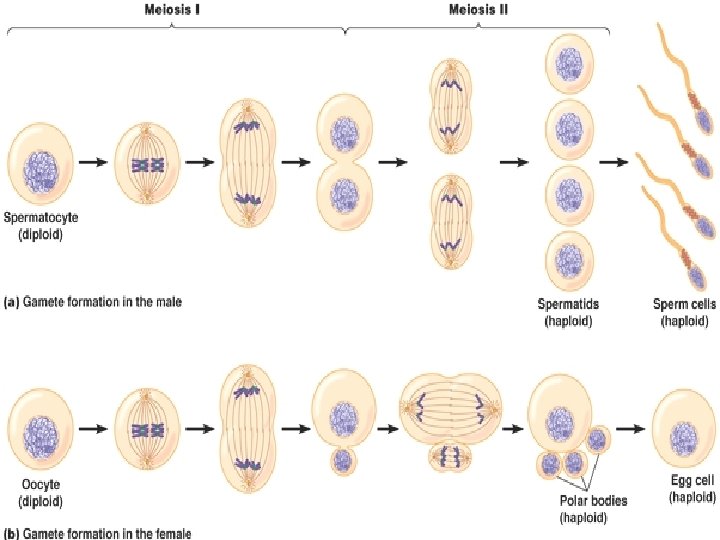 15/03/1439 lecturer Farah Essa Ismaeel 30 
