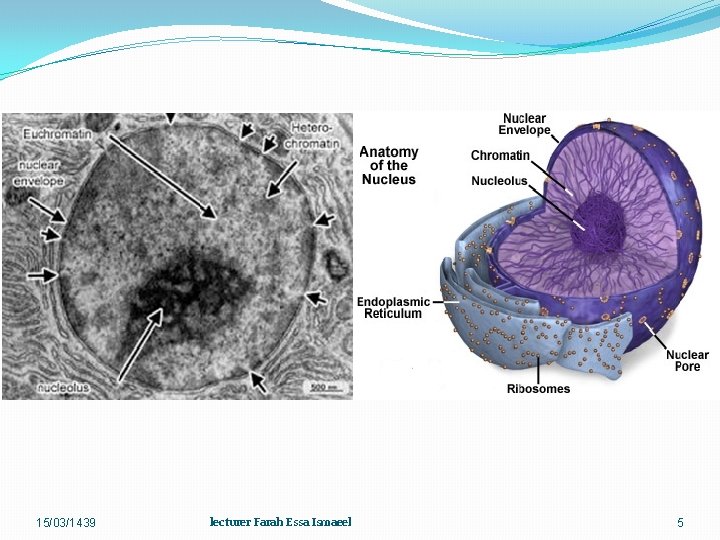 15/03/1439 lecturer Farah Essa Ismaeel 5 