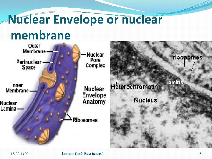 Nuclear Envelope or nuclear membrane 15/03/1439 lecturer Farah Essa Ismaeel 6 