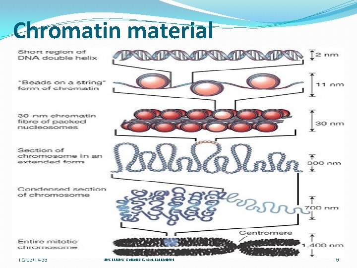 Chromatin material 15/03/1439 lecturer Farah Essa Ismaeel 9 