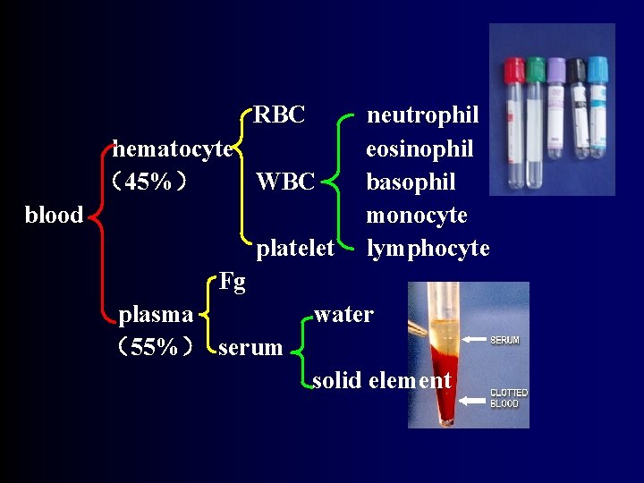 RBC hematocyte （45%） WBC blood platelet neutrophil eosinophil basophil monocyte lymphocyte Fg plasma （55%）