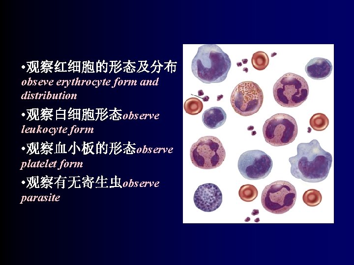  • 观察红细胞的形态及分布 obseve erythrocyte form and distribution • 观察白细胞形态observe leukocyte form • 观察血小板的形态observe