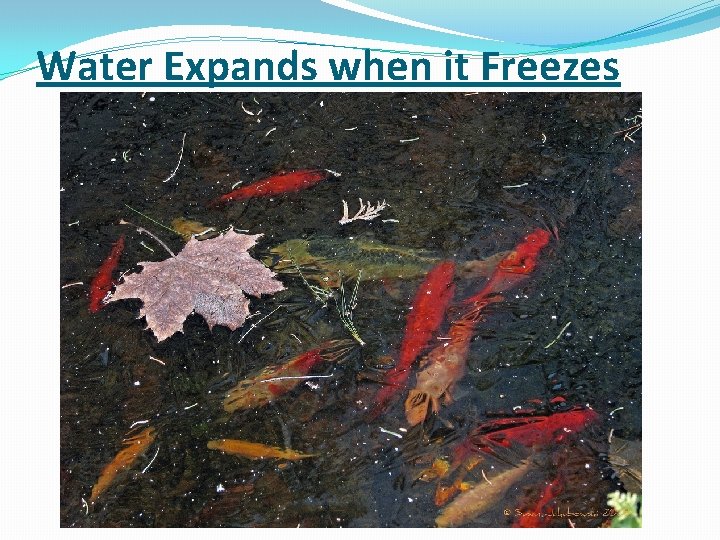 Water Expands when it Freezes 