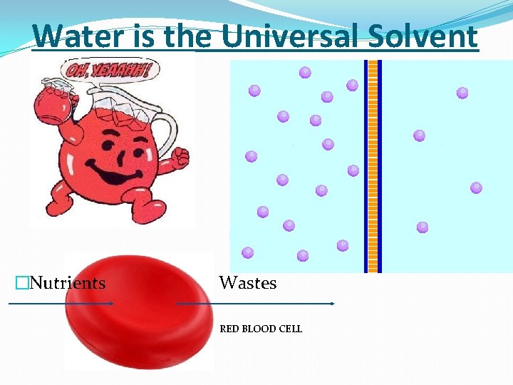 Water is the Universal Solvent �Nutrients Wastes RED BLOOD CELL 