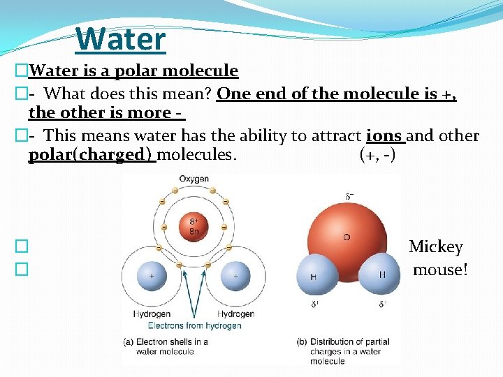 Water �Water is a polar molecule �- What does this mean? One end of