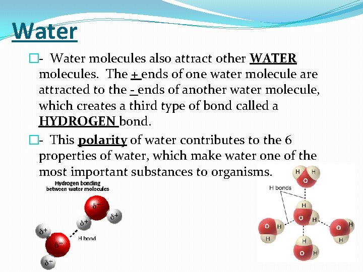 Water �- Water molecules also attract other WATER molecules. The + ends of one