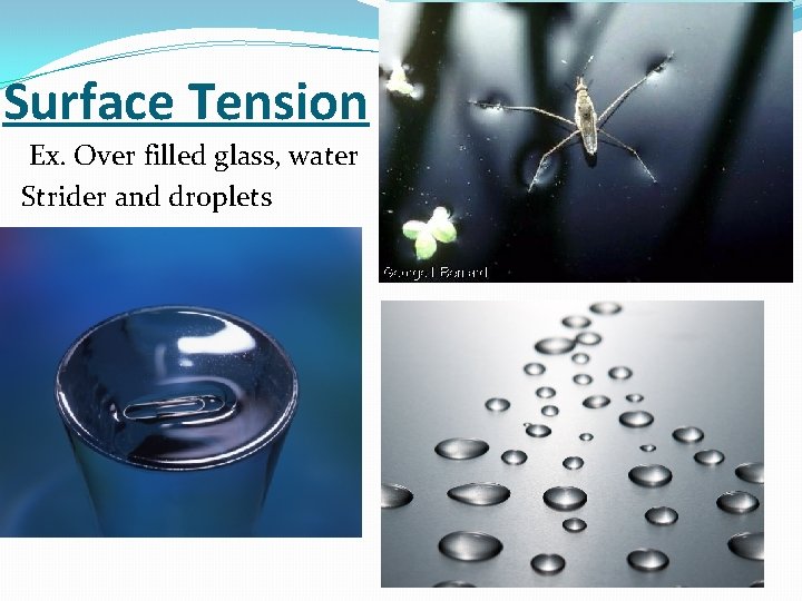 Surface Tension Ex. Over filled glass, water Strider and droplets water strider 