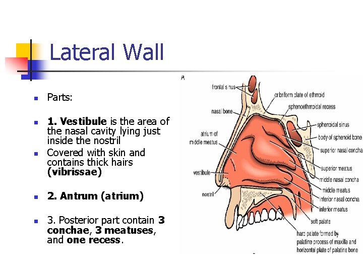 Lateral Wall n n n Parts: 1. Vestibule is the area of the nasal