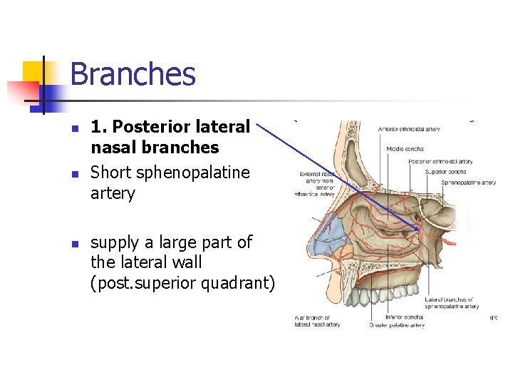 Branches n n n 1. Posterior lateral nasal branches Short sphenopalatine artery supply a