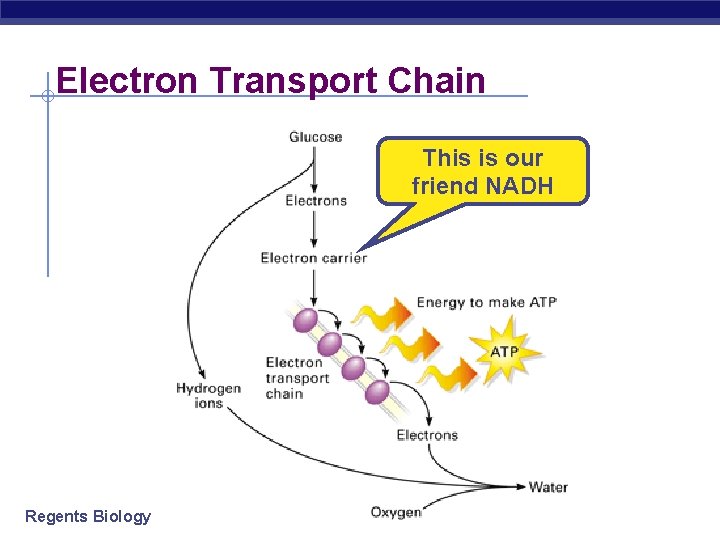 Electron Transport Chain This is our friend NADH Regents Biology 