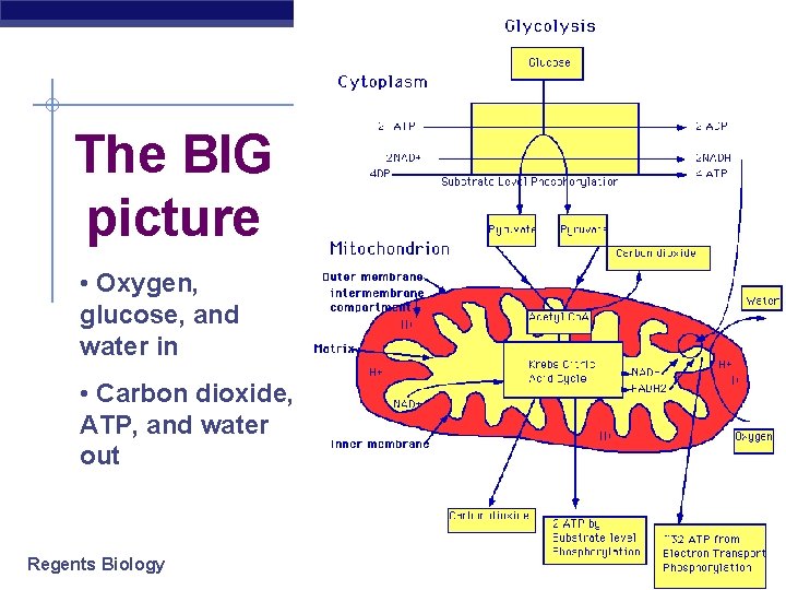 The BIG picture • Oxygen, glucose, and water in • Carbon dioxide, ATP, and