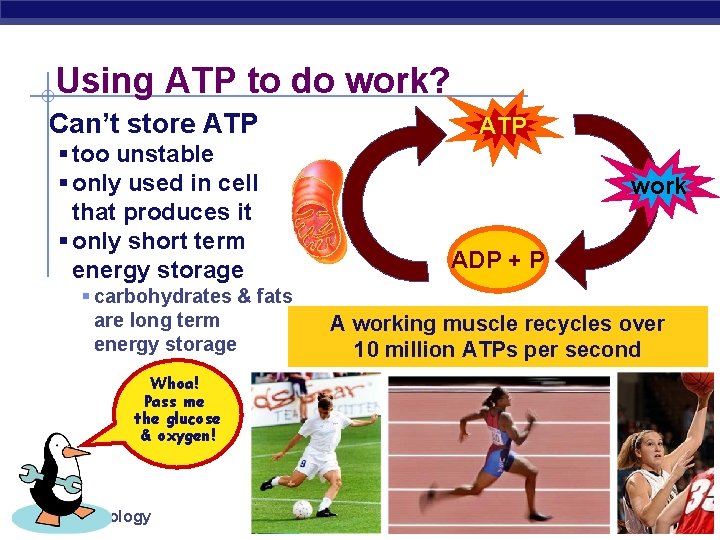 Using ATP to do work? Can’t store ATP § too unstable § only used
