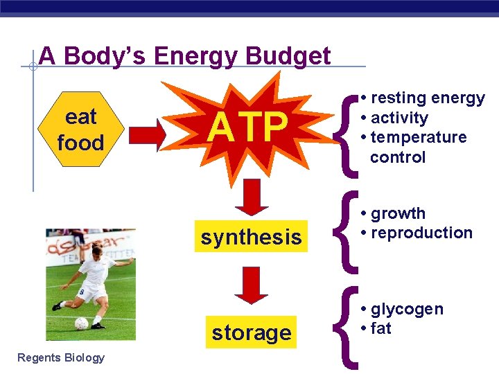 A Body’s Energy Budget eat food ATP synthesis storage Regents Biology { { {