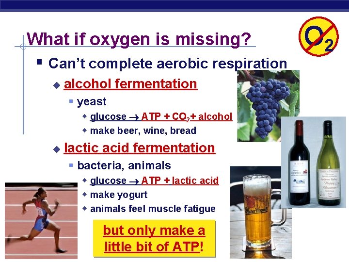 What if oxygen is missing? § Can’t complete aerobic respiration u alcohol fermentation §