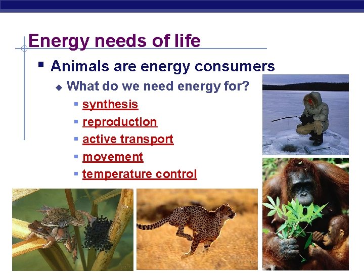 Energy needs of life § Animals are energy consumers u What do we need