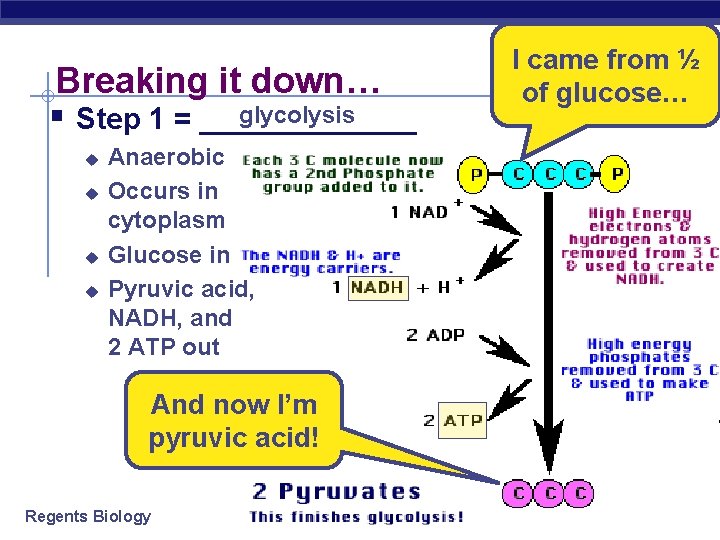 Breaking it down… glycolysis § Step 1 = _______ u u Anaerobic Occurs in