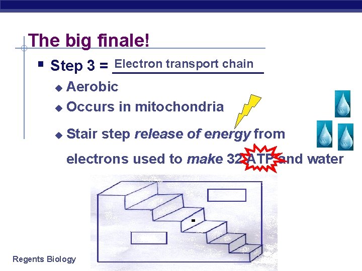 The big finale! Electron transport chain § Step 3 = _________ Aerobic u Occurs