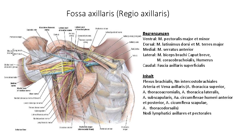 Fossa axillaris (Regio axillaris) Begrenzungen Ventral: M. pectoralis major et minor Dorsal: M. latissimus