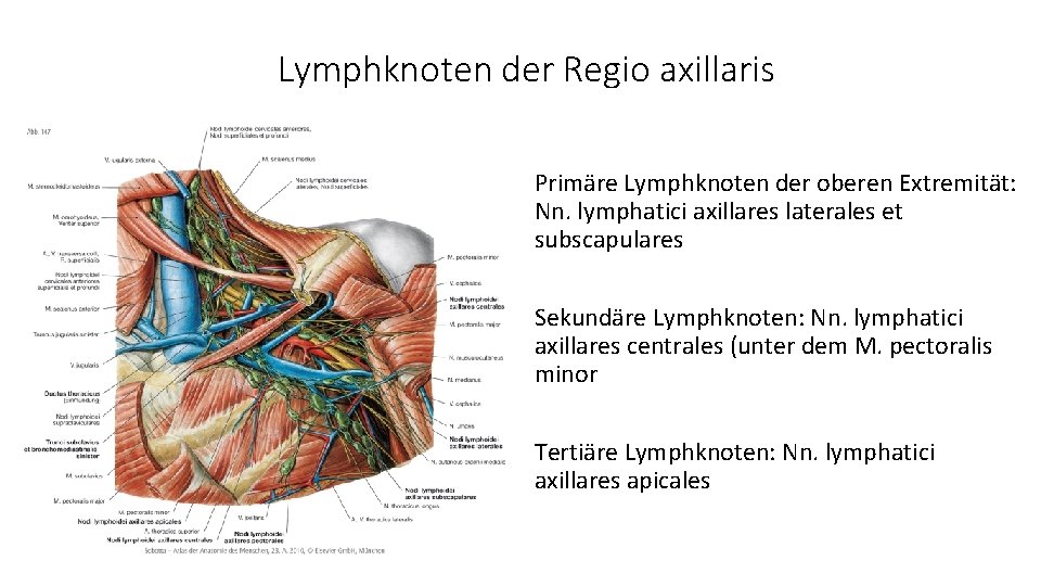 Lymphknoten der Regio axillaris Primäre Lymphknoten der oberen Extremität: Nn. lymphatici axillares laterales et
