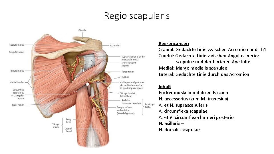 Regio scapularis Begrenzungen Cranial: Gedachte Linie zwischen Acromion und Th 1 Caudal: Gedachte Linie